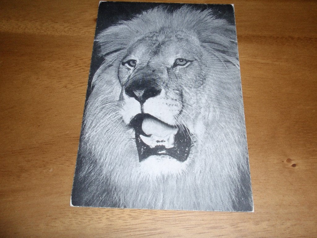 Menelik  Leeuw Ringling Bros Circus, Verzenden, 1940 tot 1960, Ongelopen, Overige thema's