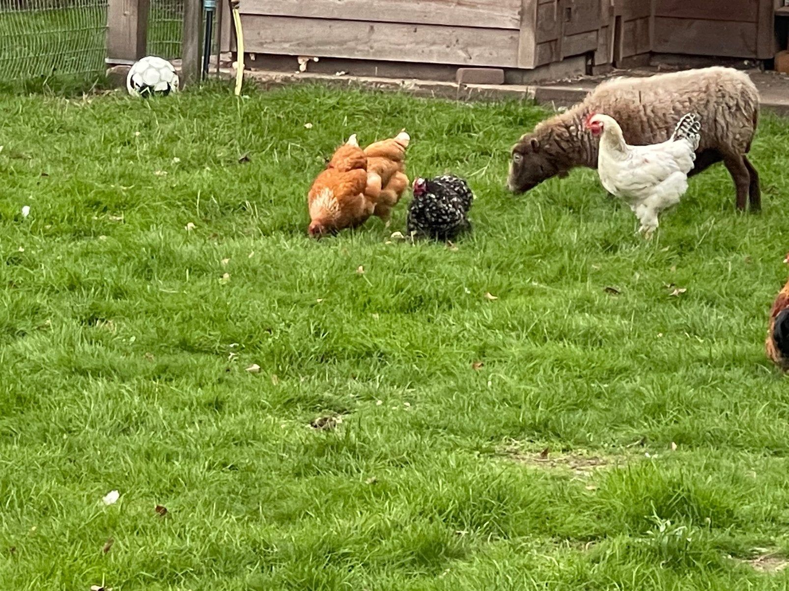 Legkippen en brahma, Vrouwelijk, Kip