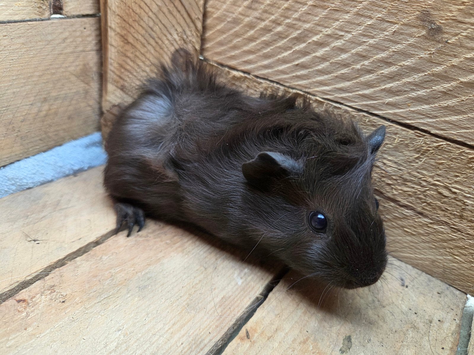 2 beertjes heel donker bruin borstel, Augustus, Mannelijk, Cavia