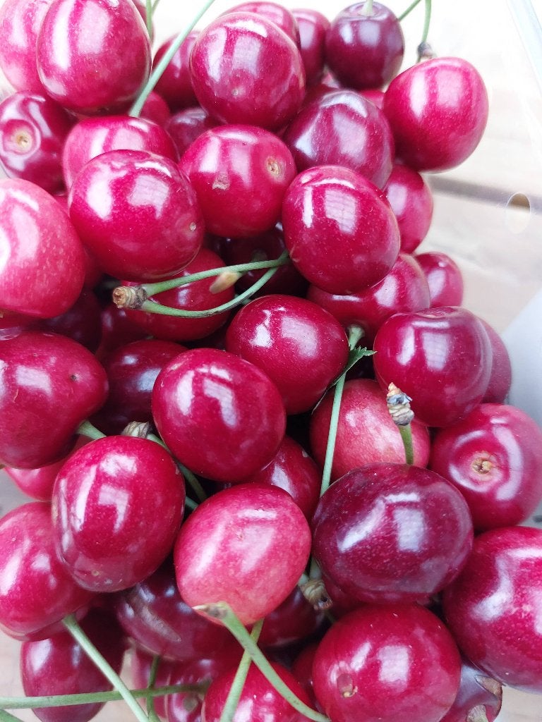 Kersen, Ophalen