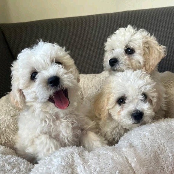🐾 maltipoo pups  🐾💙💙💙, Parvo, Overige rassen, 8 tot 15 weken, Meerdere