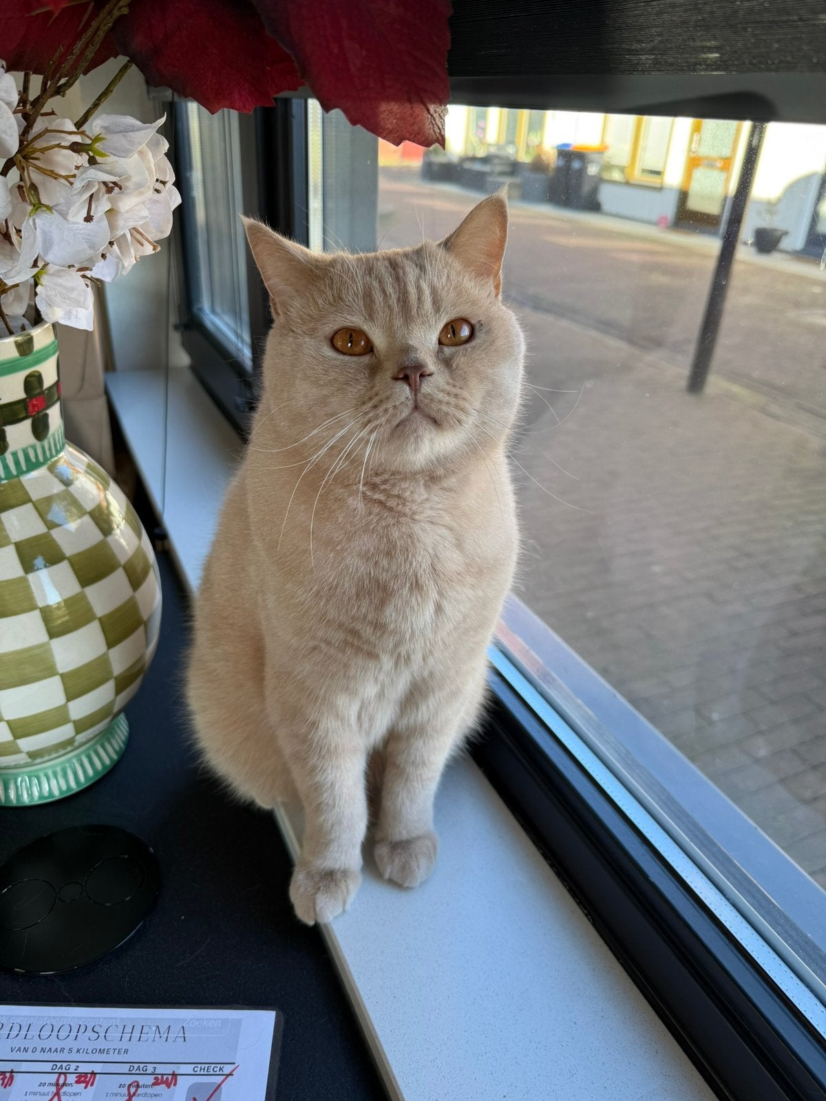 Britse kortbaar Simba zoekt liefdevol thuis
