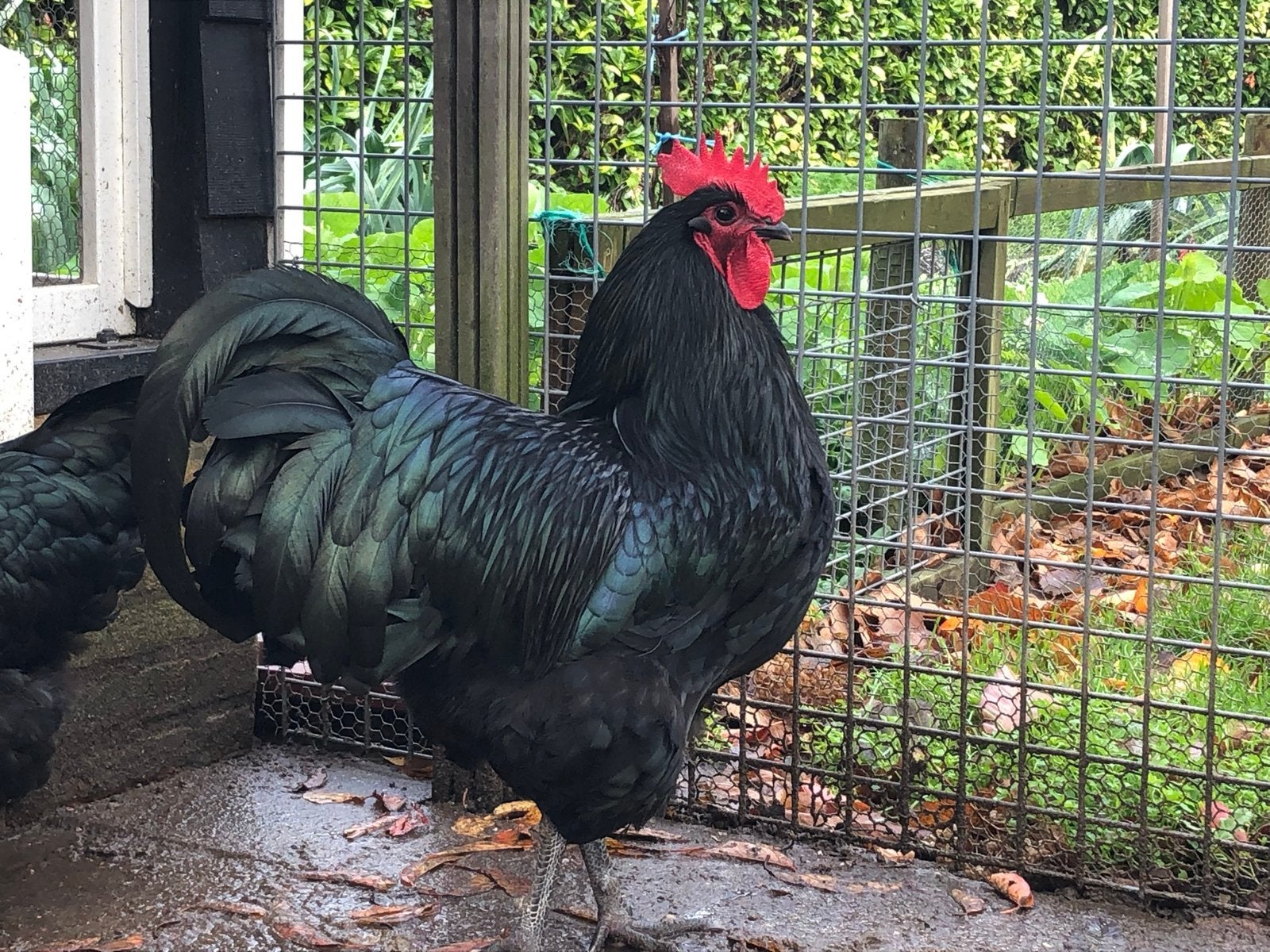Broedeieren australorp zwart, Dieren en Toebehoren, Pluimvee, Kip, Geslacht onbekend