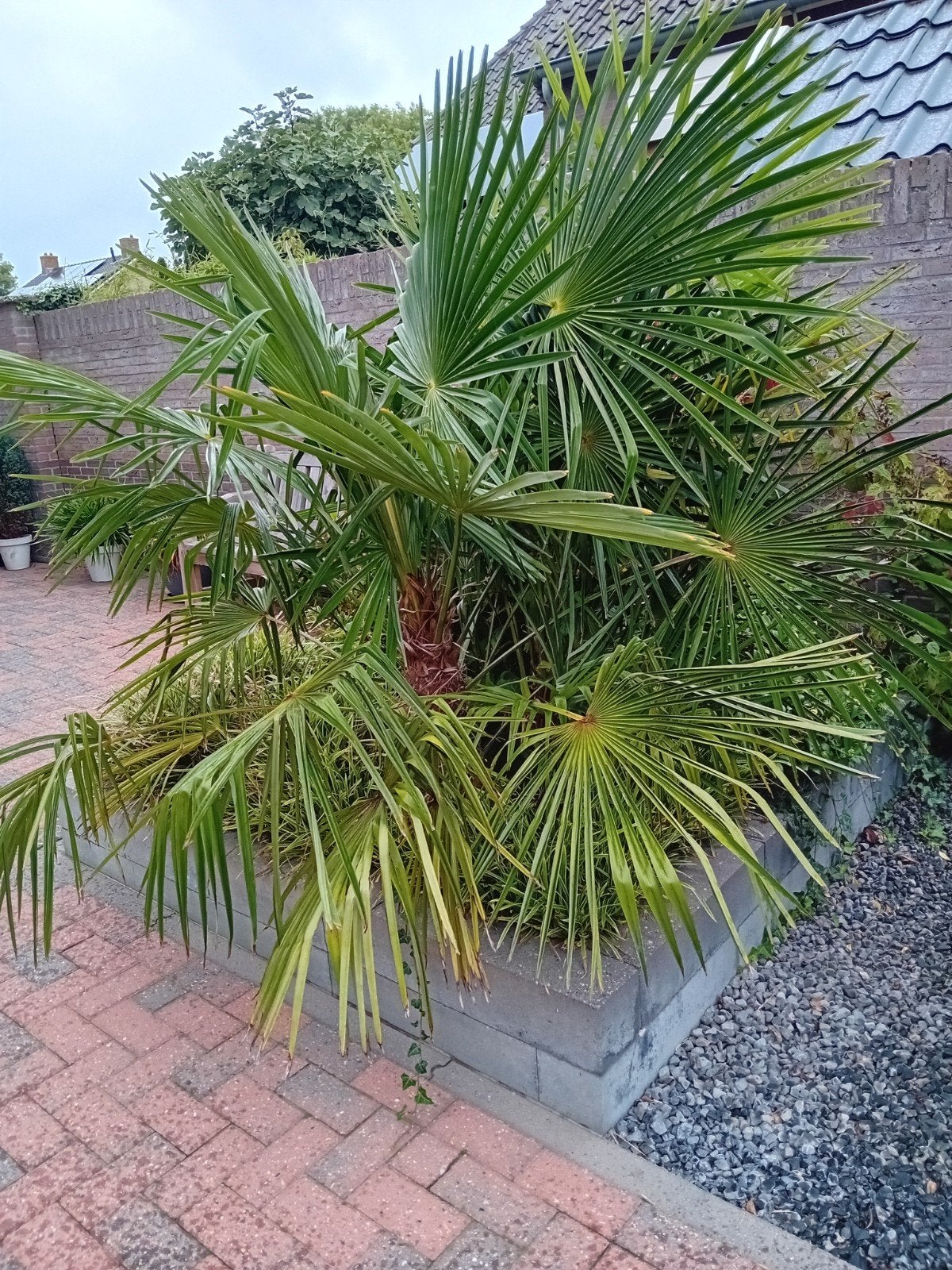 Winterharde palmboom - Trachycarpus fortunei, Volle zon, Vaste plant, Bloeit niet, Ophalen