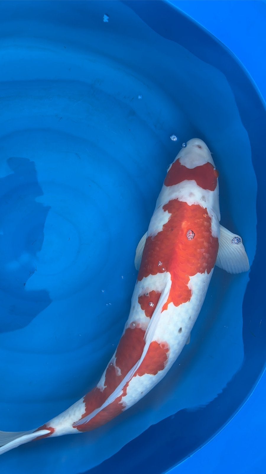 Kohaku sff, Dieren en Toebehoren, Karper of Koi