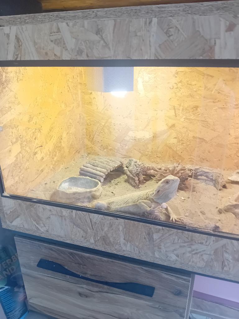 Reptielen, Dieren en Toebehoren, Reptielen en Amfibieën, Hagedis, Met terrarium, 0 tot 2 jaar