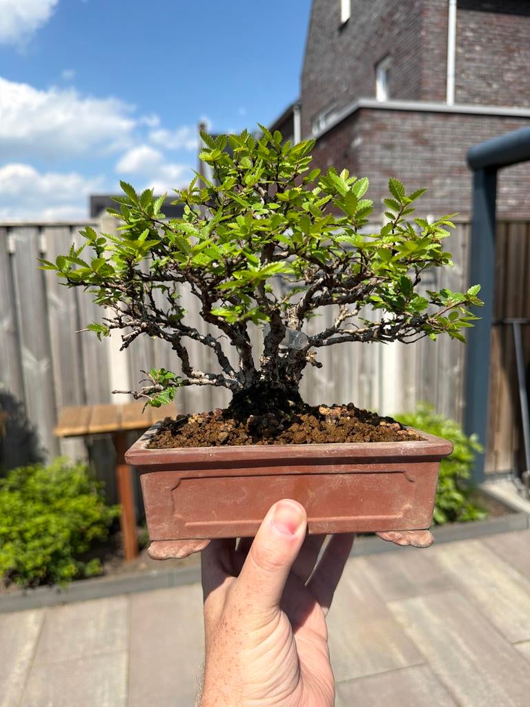 Bonsai shohin ulmus, Tuin en Terras, Planten | Bomen, Bloeit niet, Halfschaduw, Minder dan 100 cm, Overige soorten