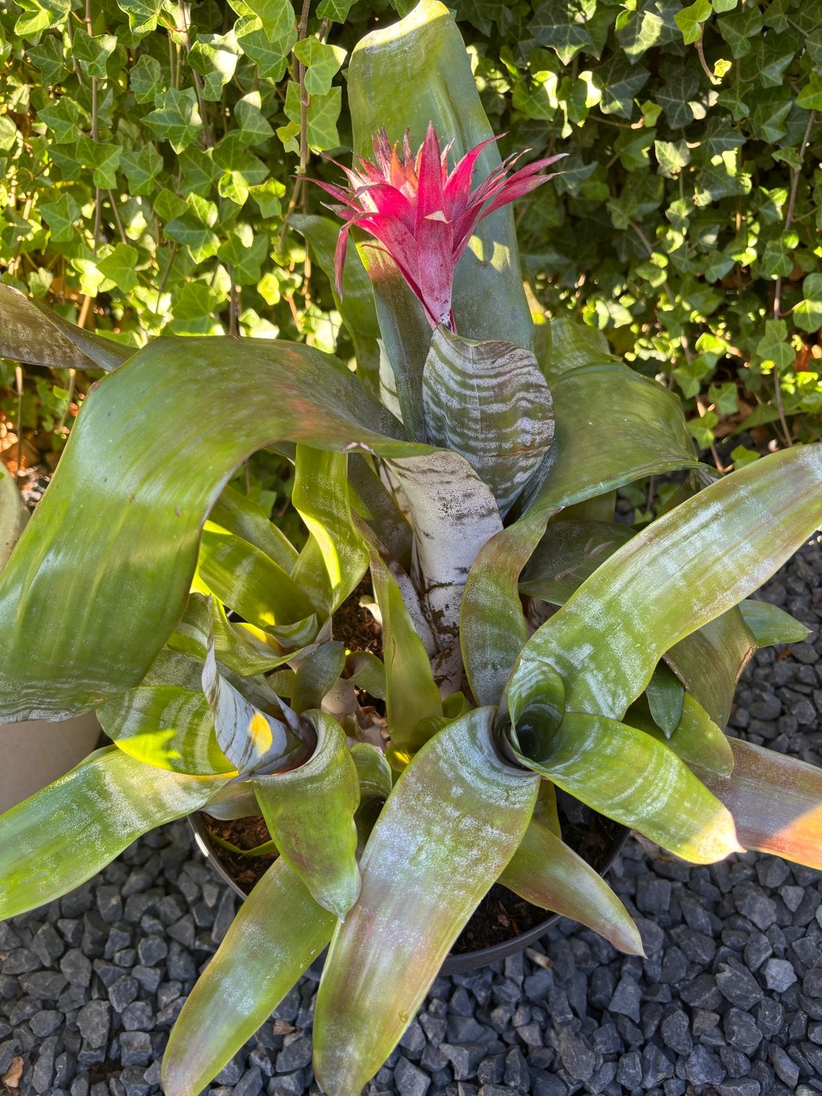 Prachtige Bromelia plant met roze bloem en 8 pups, Vaste plant, Halfschaduw, Zomer, Ophalen