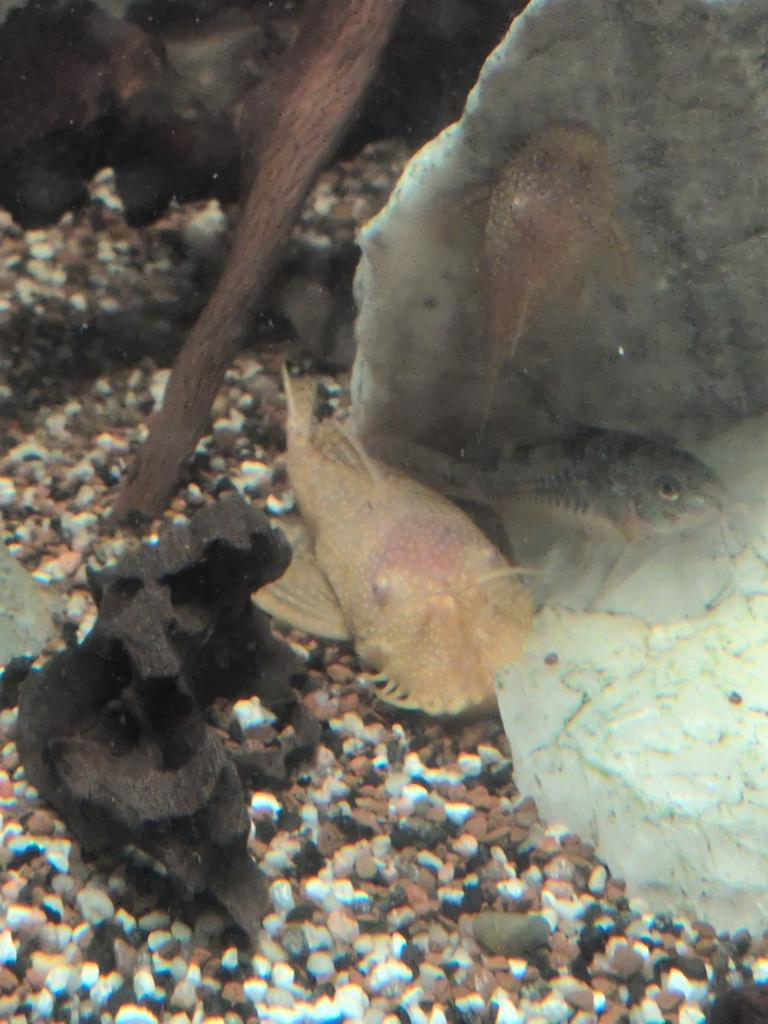 Albino ancistrus man, Dieren en Toebehoren, Vissen | Aquariumvissen, Vis, Zoetwatervis