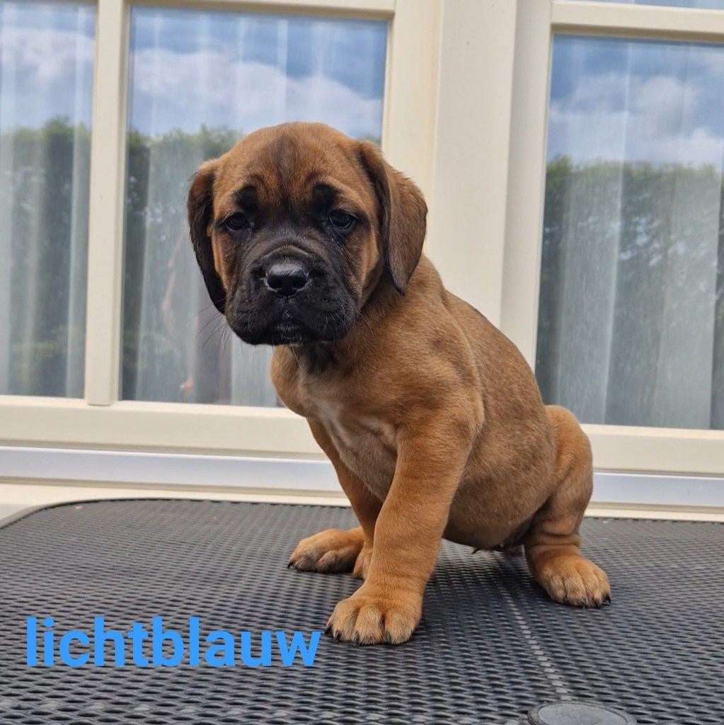 Cane Corso x  Bordeaux Dog PUPS, Overige rassen, 8 tot 15 weken, Meerdere dieren, Eén hond
