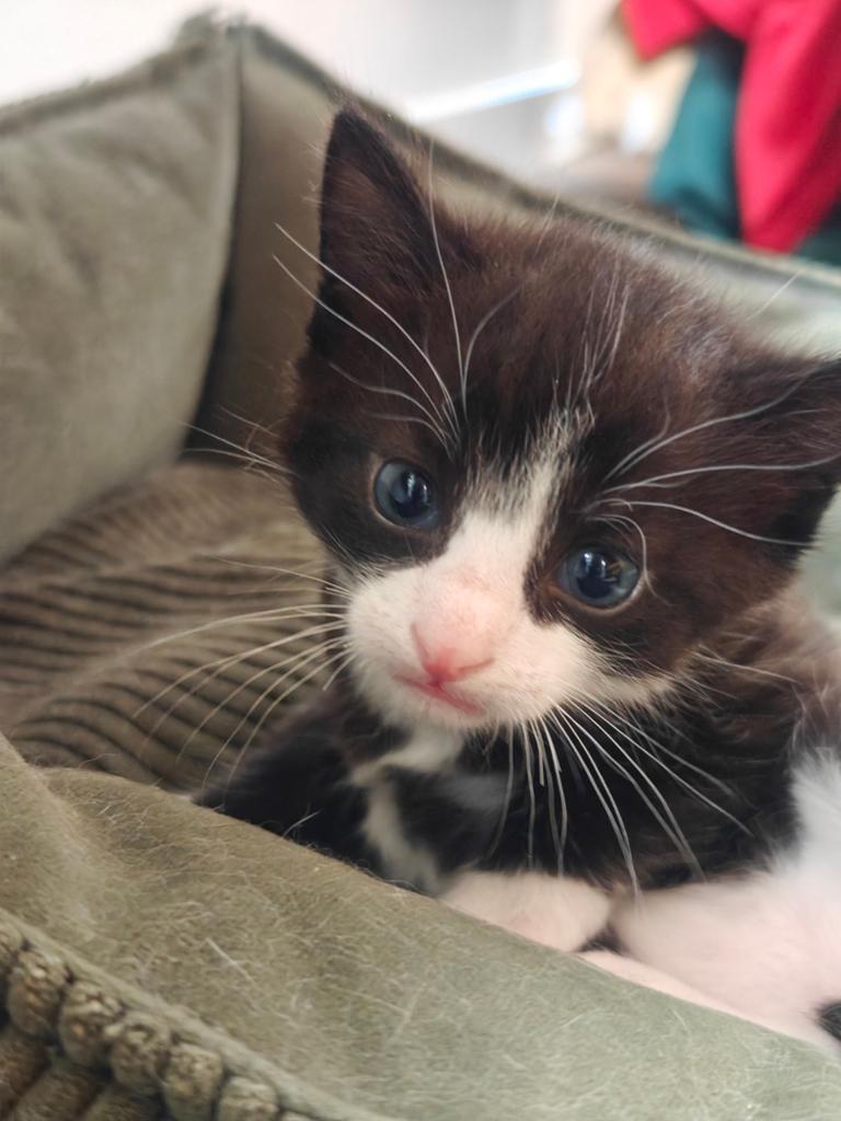 Kittens (2 katers), Dieren en Toebehoren, Katten en Kittens | Raskatten | Korthaar, Kater, Ontwormd, 0 tot 2 jaar