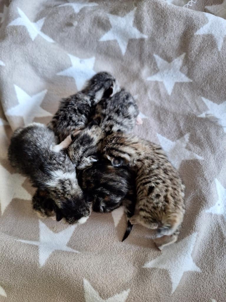 Kittens van kruising Boskat en Europese korthaar, Dieren en Toebehoren, Meerdere dieren