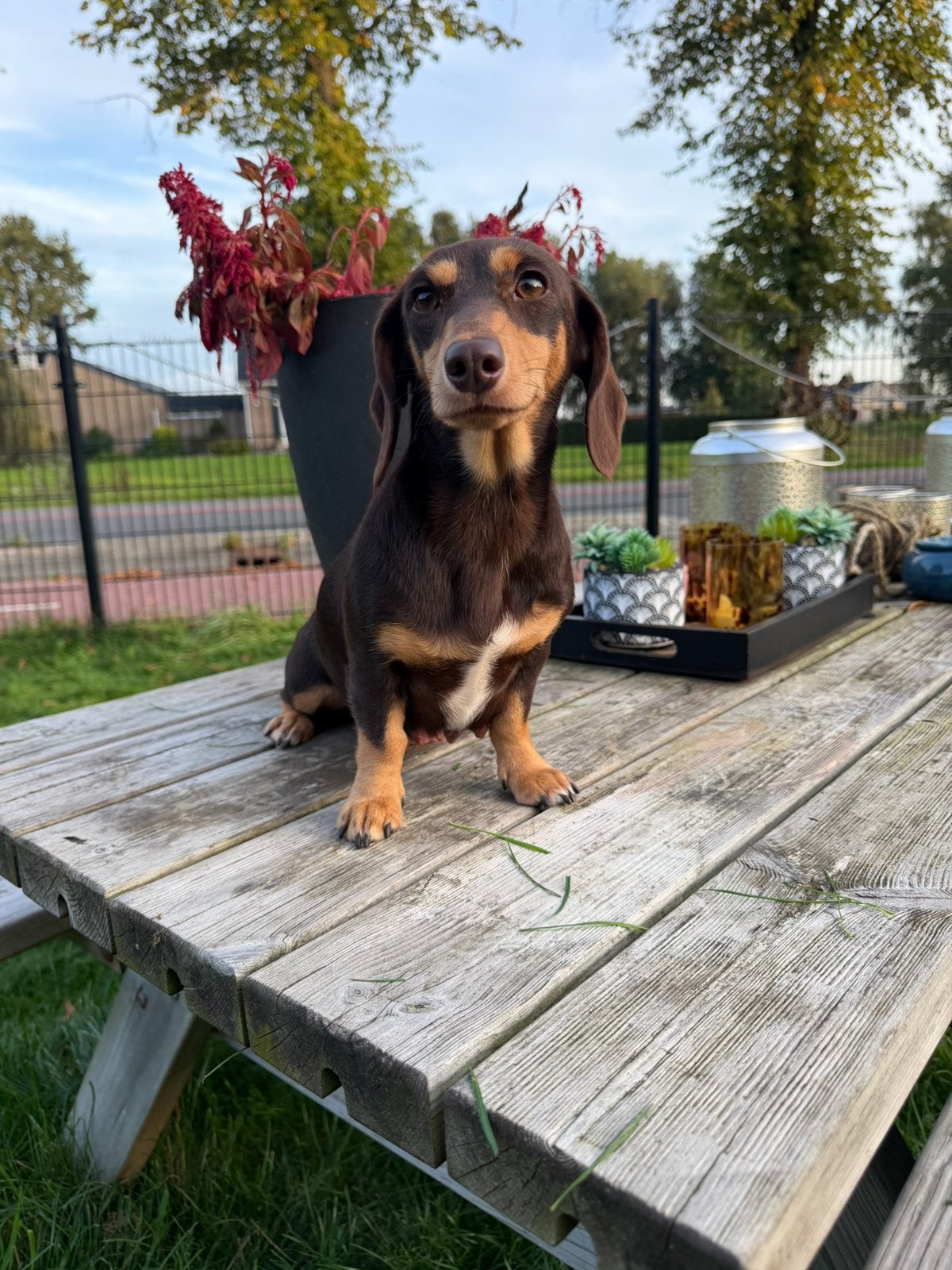 Choco cream korthaar kaninchen teckel, Dieren en Toebehoren, Kaninchen, 15 weken tot 1 jaar, Korthaar, Teef