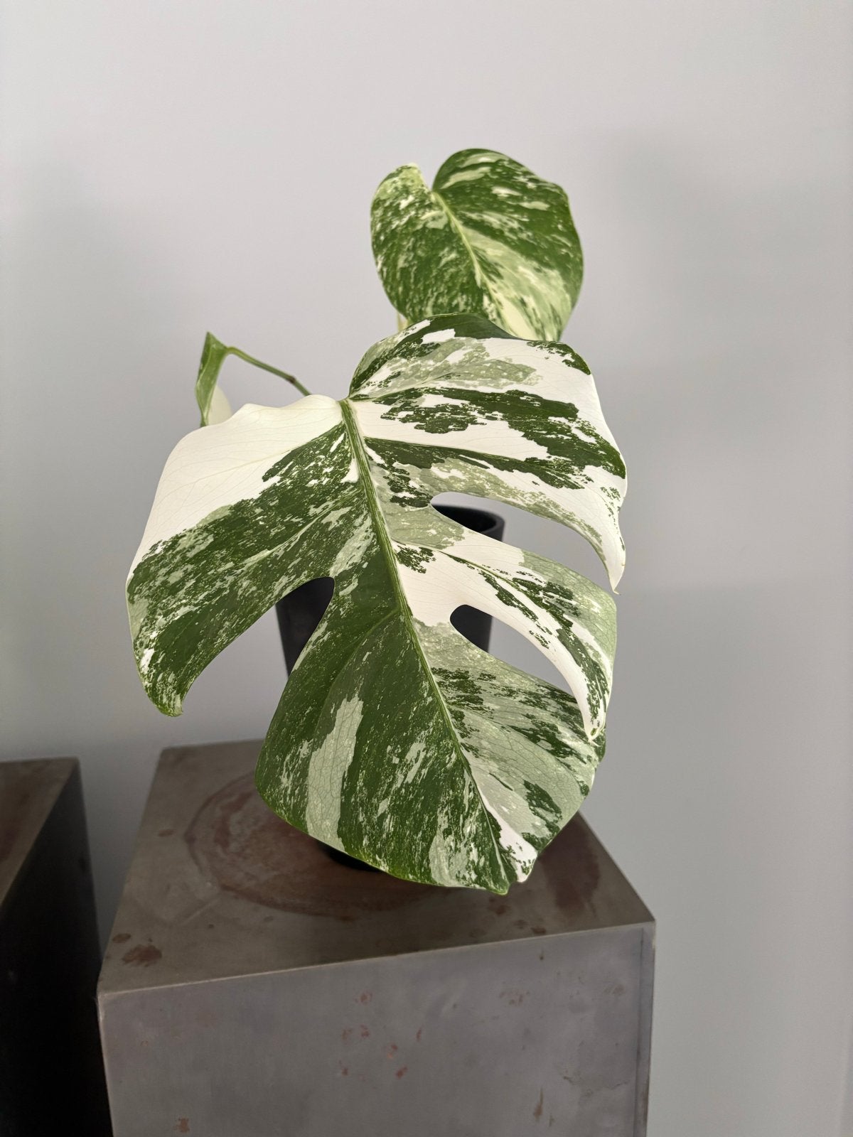 Monstera Variegata - 3 bladeren + 4e op komst, Huis en Inrichting, Kamerplanten, Ophalen, Overige soorten, Halfschaduw, Minder dan 100 cm