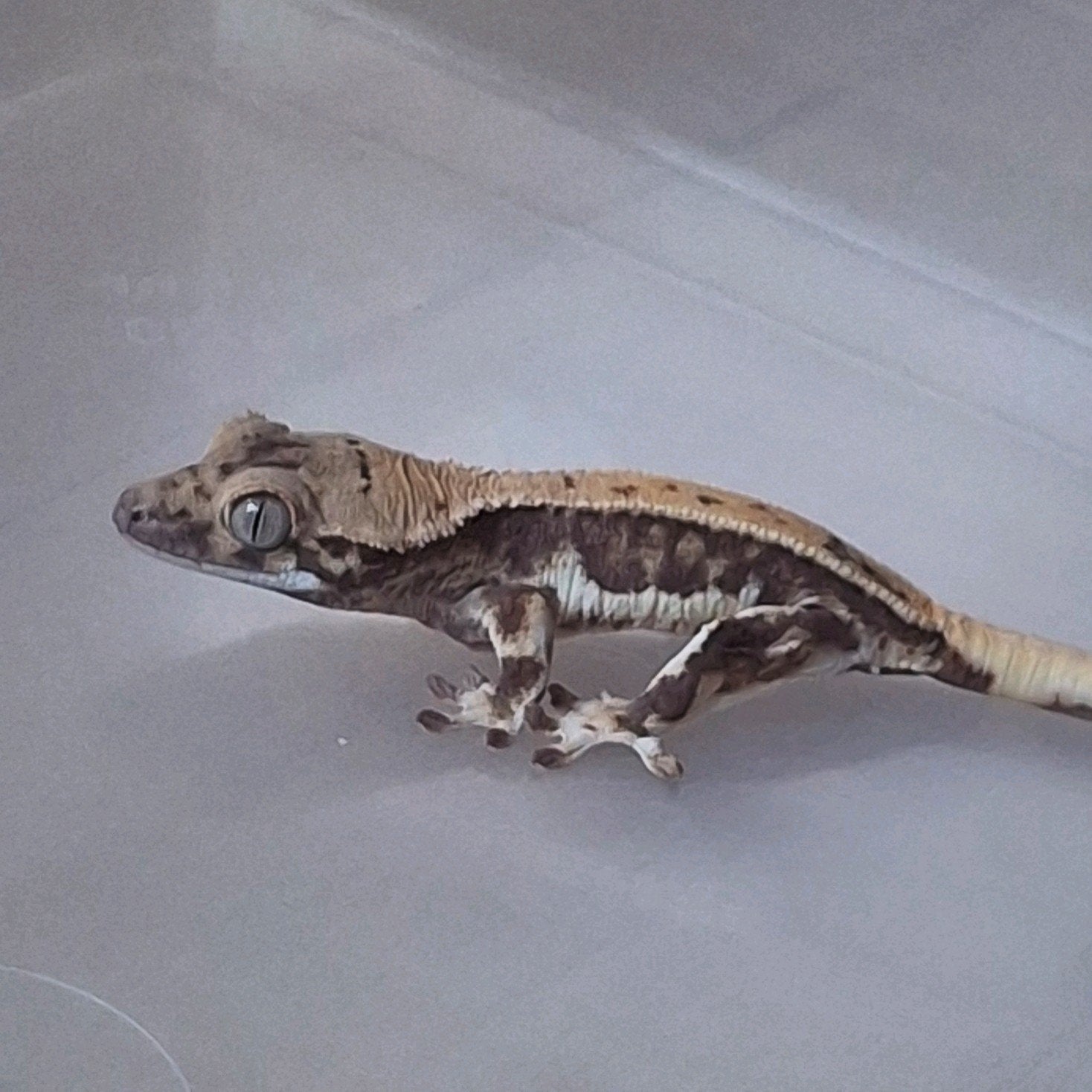 Mooie tricolor lilly white wimpergekko/crested gecko 0.0.1 Crested Gecko photo 6