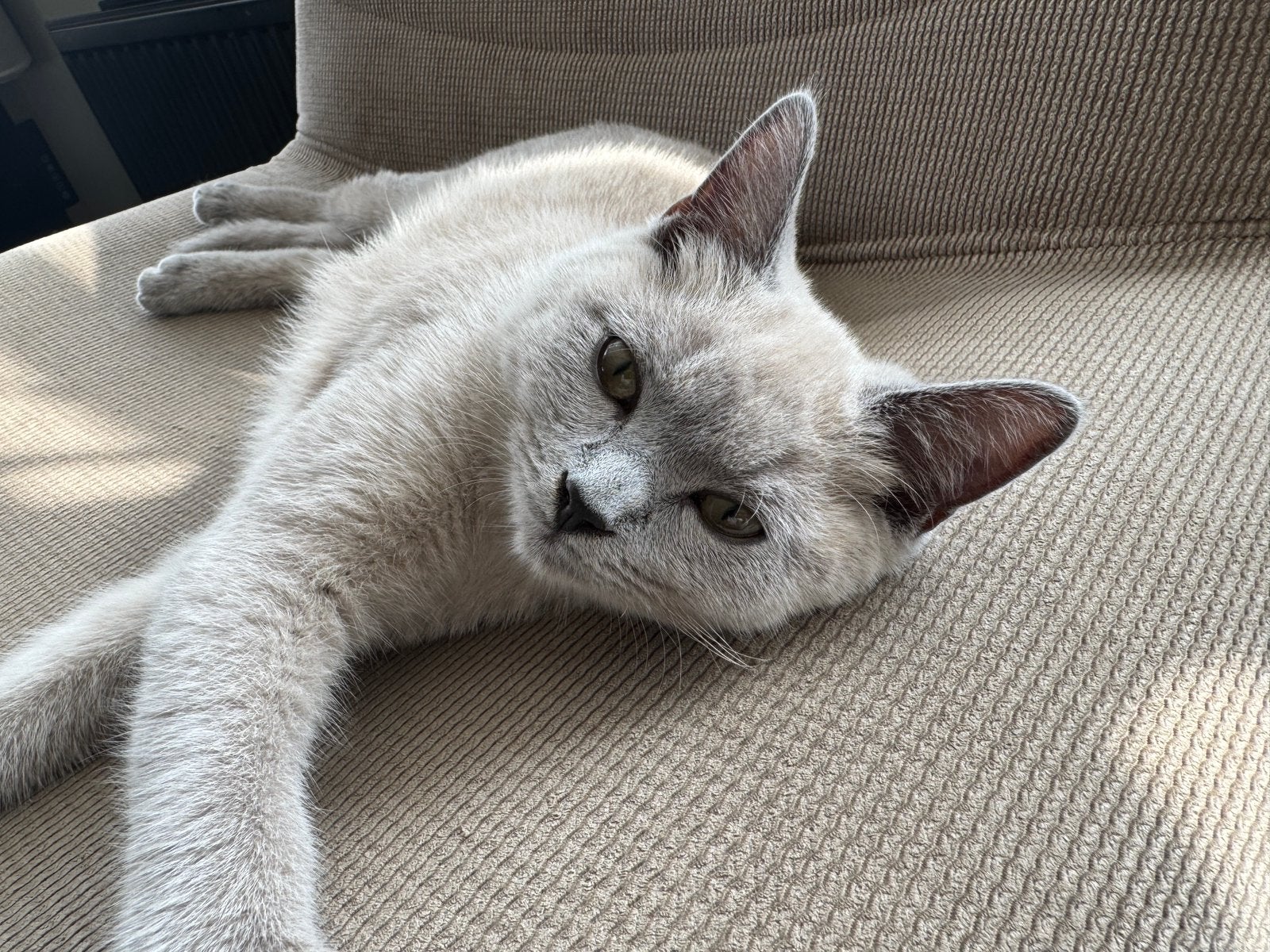 Poes/kitten 50% ragdoll, Dieren en Toebehoren, Poes, Ontwormd, 0 tot 2 jaar