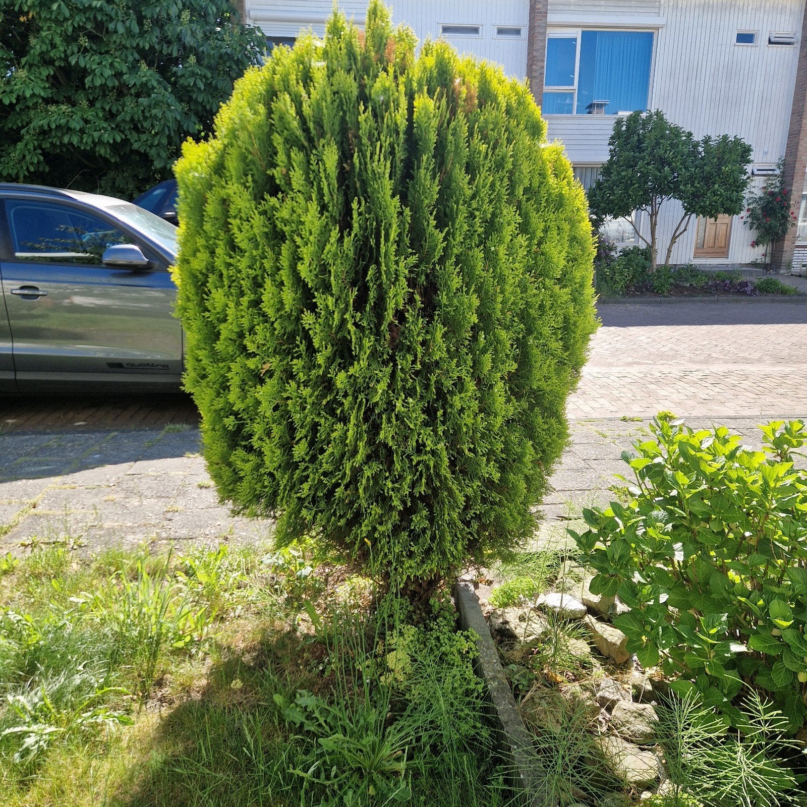 Conifeer Struik - Ideaal voor Tuin en Landschap, Ophalen, Conifeer, Struik, 100 tot 250 cm