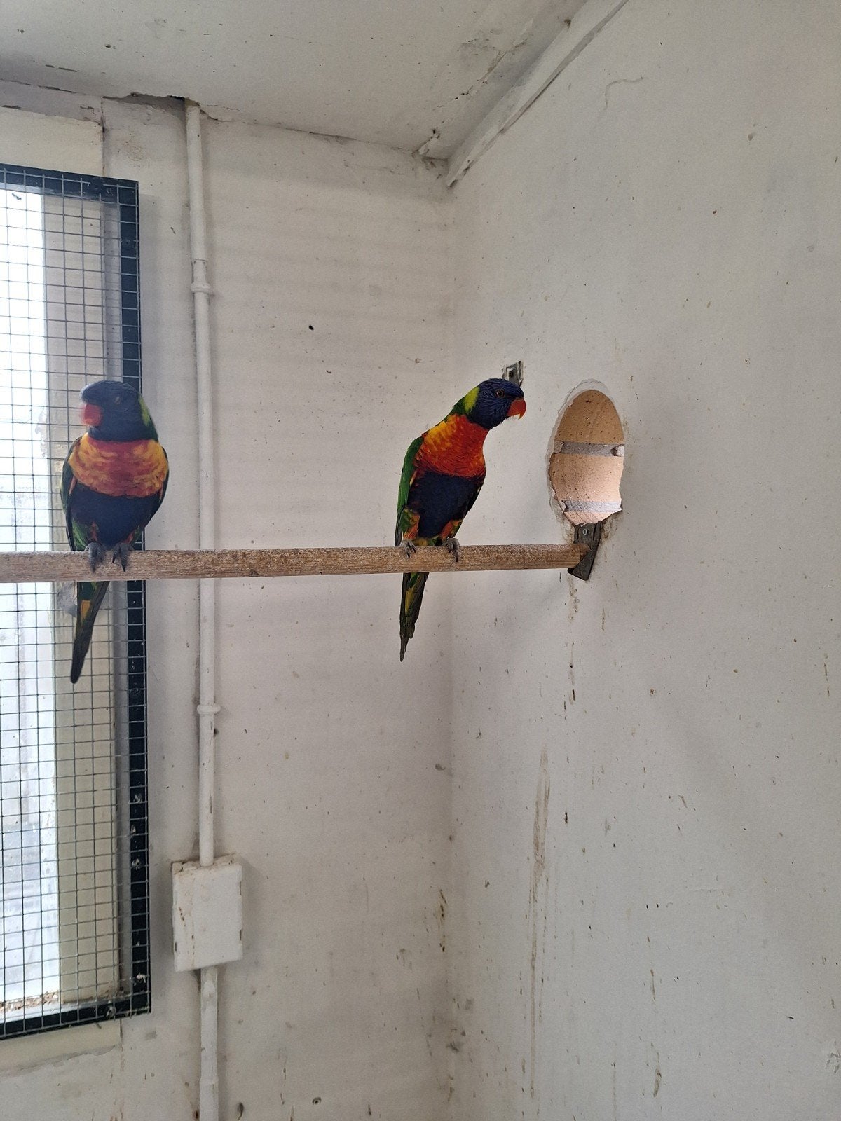 lorri van de blauwe bergen, Dieren en Toebehoren, Meerdere dieren, Papegaai