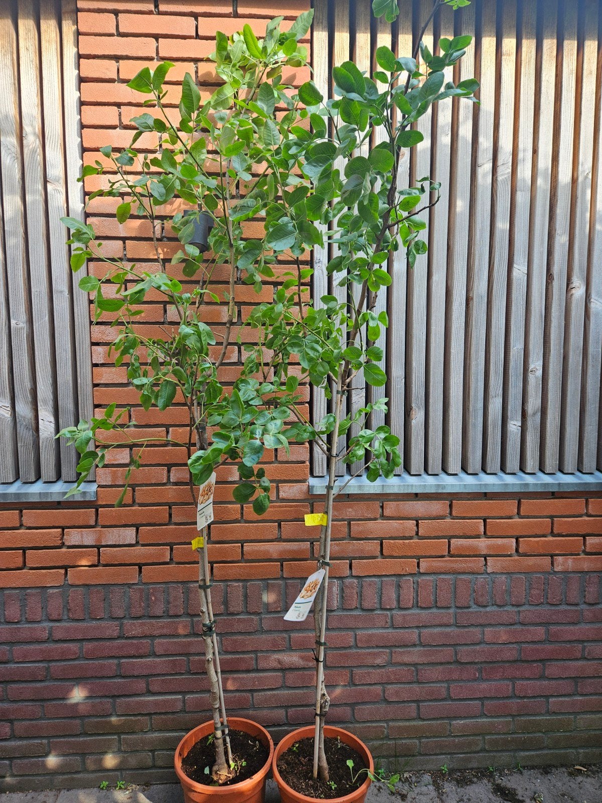 Pistachebomen winterhard, Ophalen of Verzenden, Volle zon