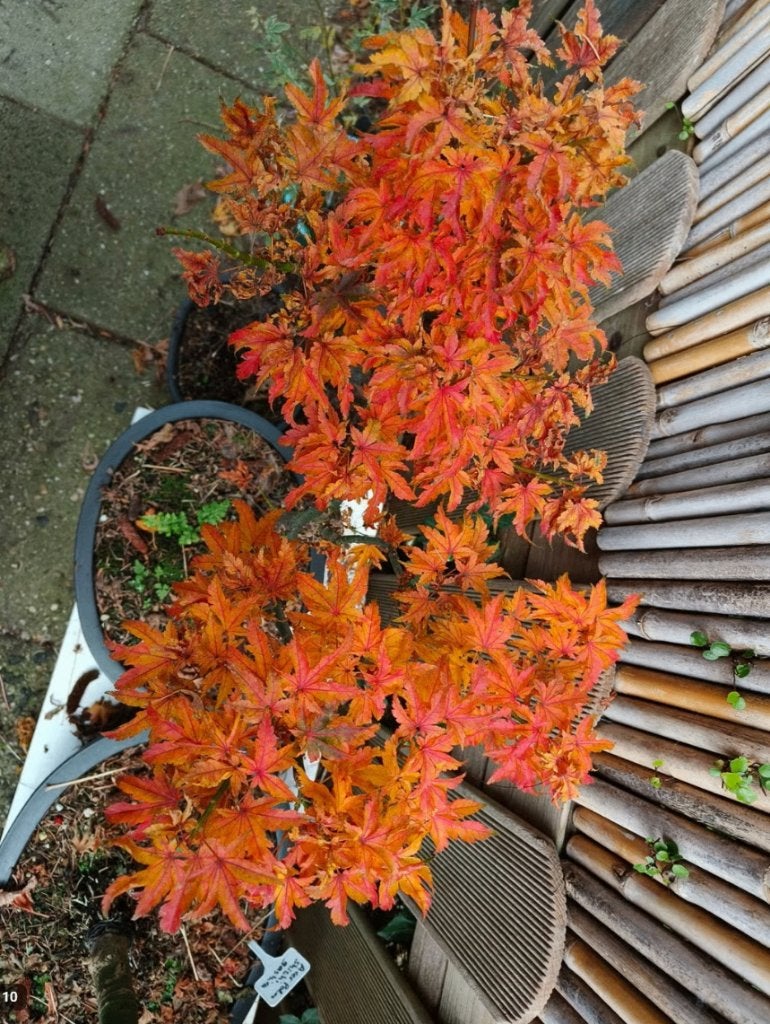 Bonsai Acer Palmatum Shishigashira, Vaste plant, Halfschaduw, Lente, Ophalen