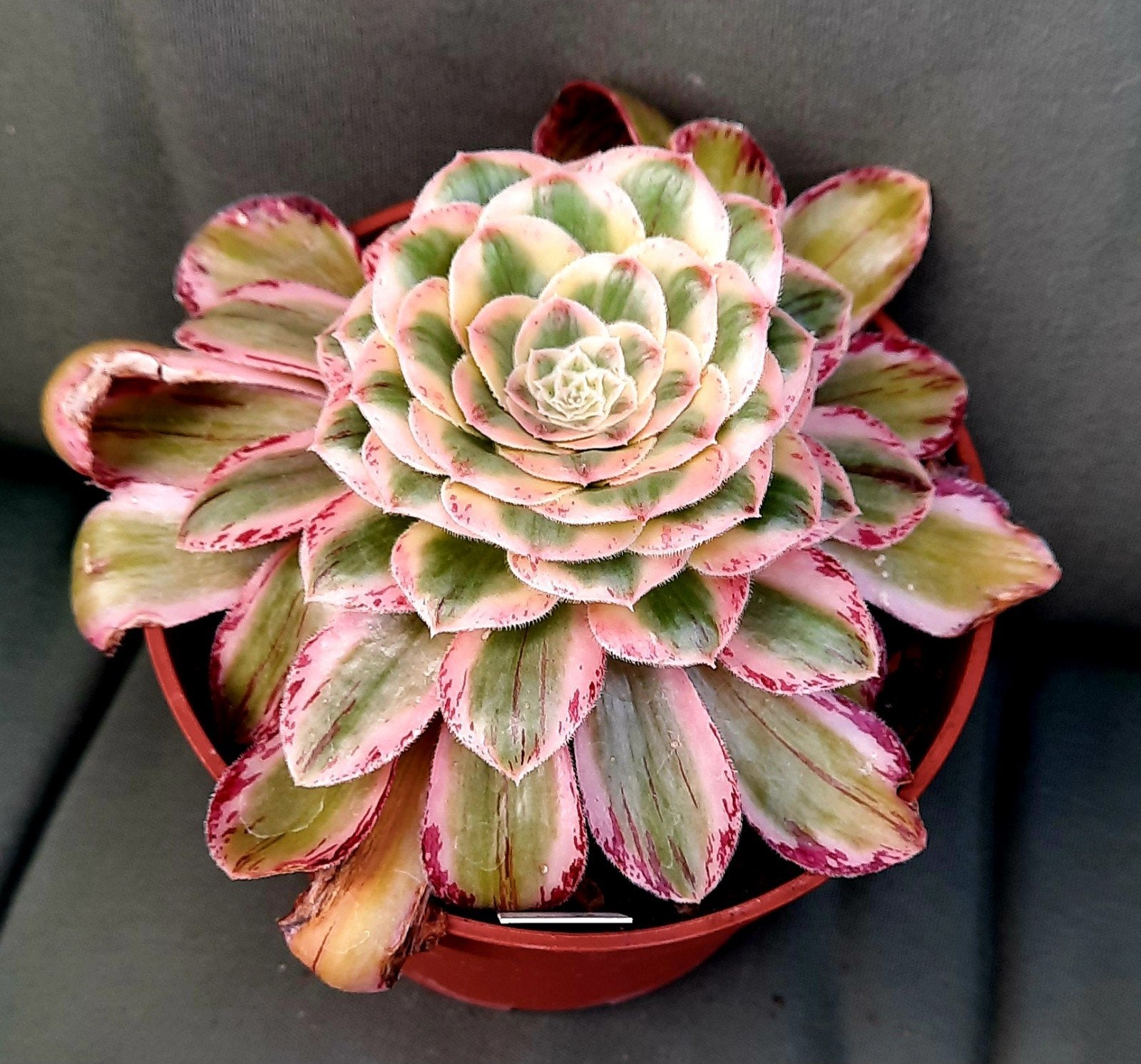 Aeonium rubrolineata variegata, Vetplant, Minder dan 100 cm, Groene kamerplant, Halfschaduw