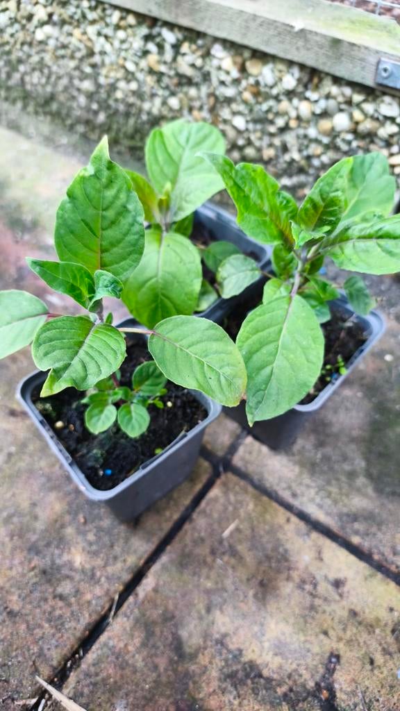 Jonge Fuchsia boliviana, Tuin en Terras, Ophalen of Verzenden, Overige soorten, Halfschaduw