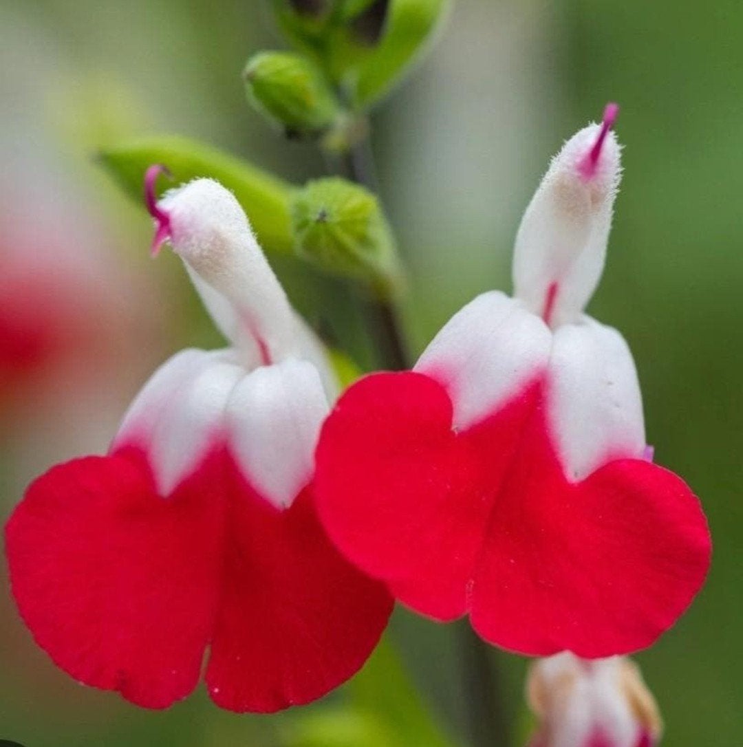Salvia microphylla 'Hot Lips' - Salie in P9 pot, Overige soorten, Volle zon, Vaste plant, Ophalen of Verzenden