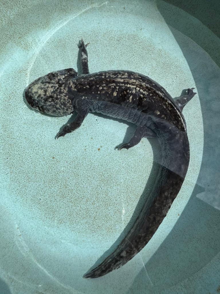 Axolotl vrouw, Amfibie, 0 tot 2 jaar