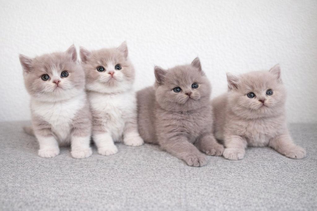 Britse korthaar lilac wit kater beschikbaar, Kater, Met stamboom, 0 tot 2 jaar