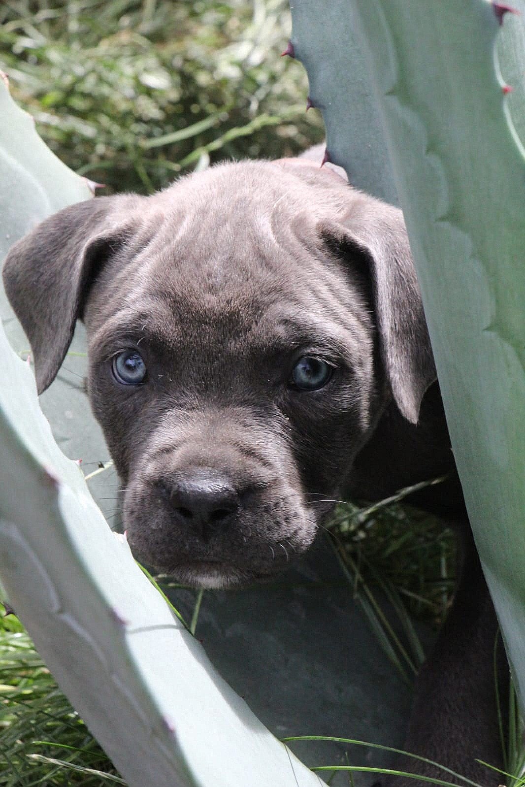 Mooie gezonde pups geboren op 29-06-2026, Parvo, 8 tot 15 weken, Meerdere, Meerdere dieren