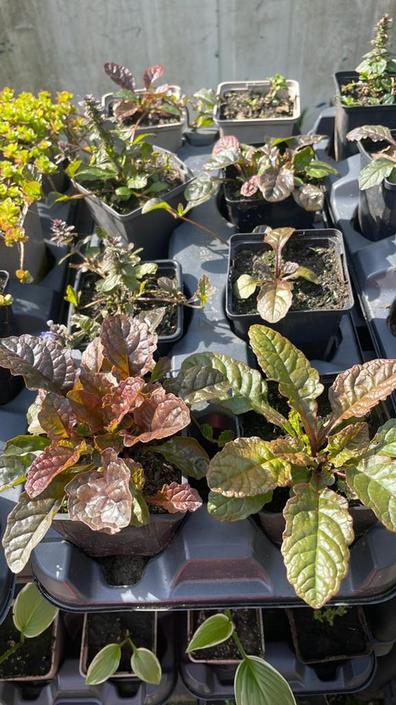 Kruipend zenegroen (Ajuga reptans) - Bodembedekker, Ophalen, Bodembedekkers, Vaste plant, Halfschaduw