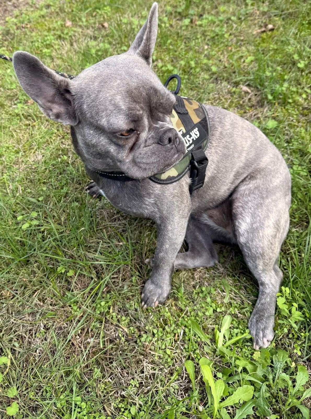 Franse Bulldog teefje 1,5 jaar, CDV (hondenziekte), 1 tot 2 jaar, Teef, Bulldog