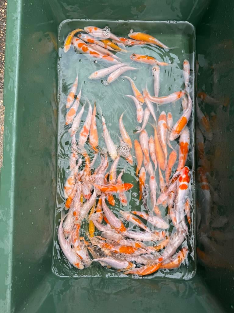 Koi karpers, Karper of Koi