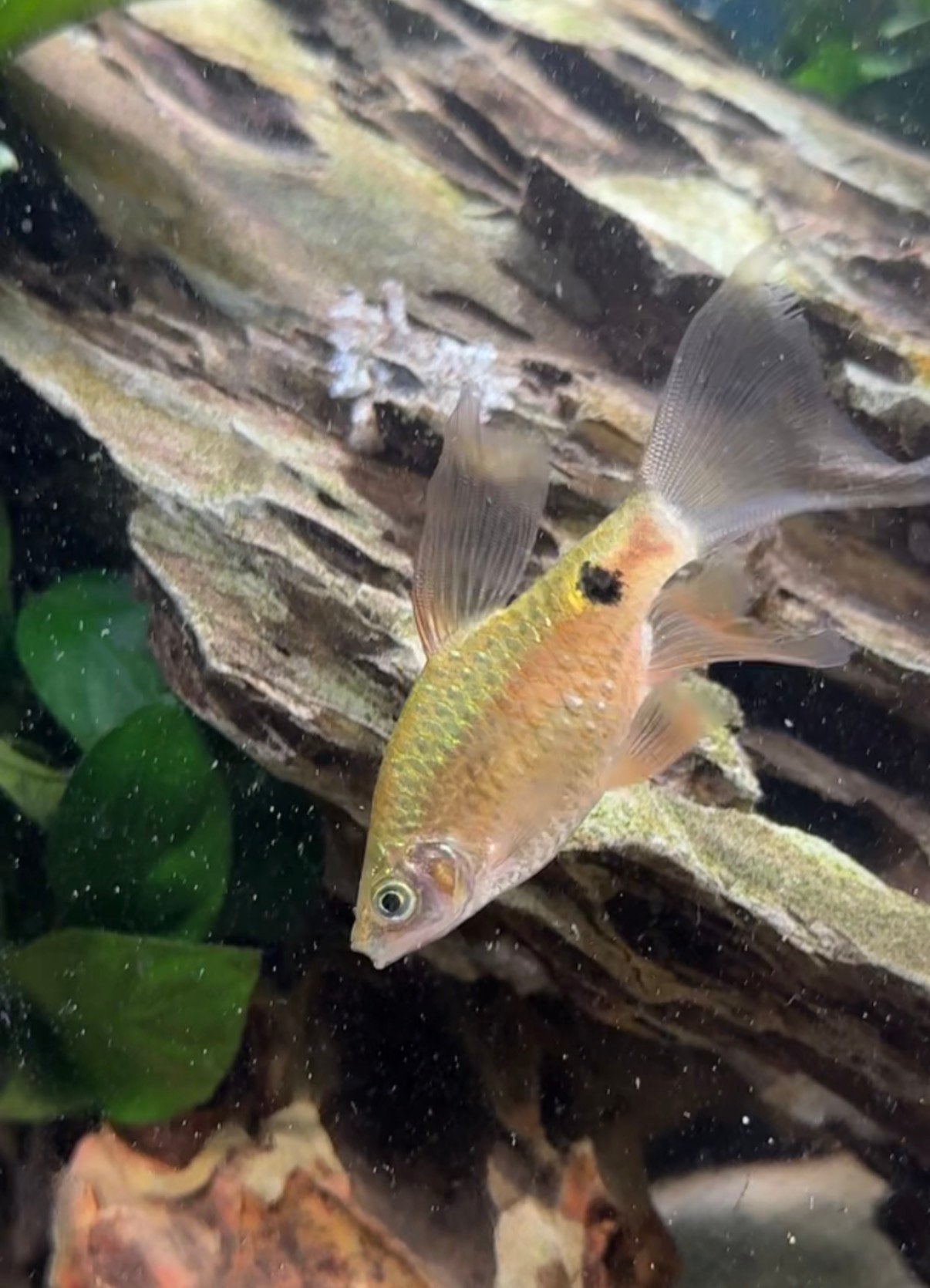 Chinese barbeel (gold barb) 2 vissen, Dieren en Toebehoren, Vissen | Aquariumvissen, Vis