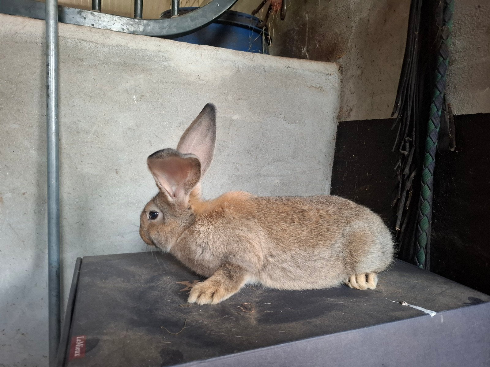 Te koop jongen vlaamse reuze x Duitse reus, Dieren en Toebehoren, Konijnen, Meerdere dieren, Groot