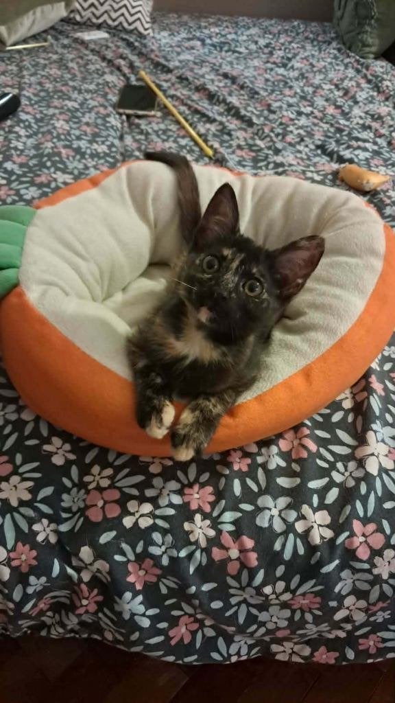MIFFY 5 mnd. Bulgarije vriendelijk/cats/speels, Dieren en Toebehoren, Poes, Kortharig, 0 tot 2 jaar