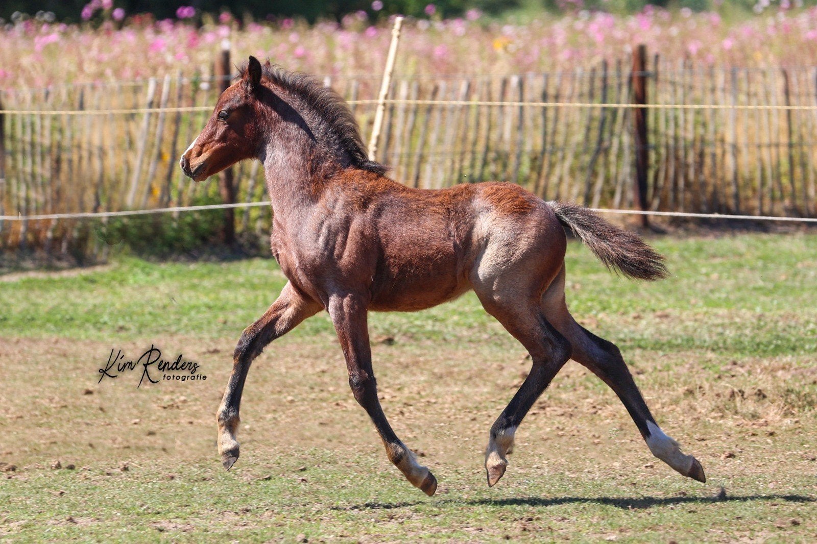 Lief en mooi Welsh PartBred merrieveulen, Merrie