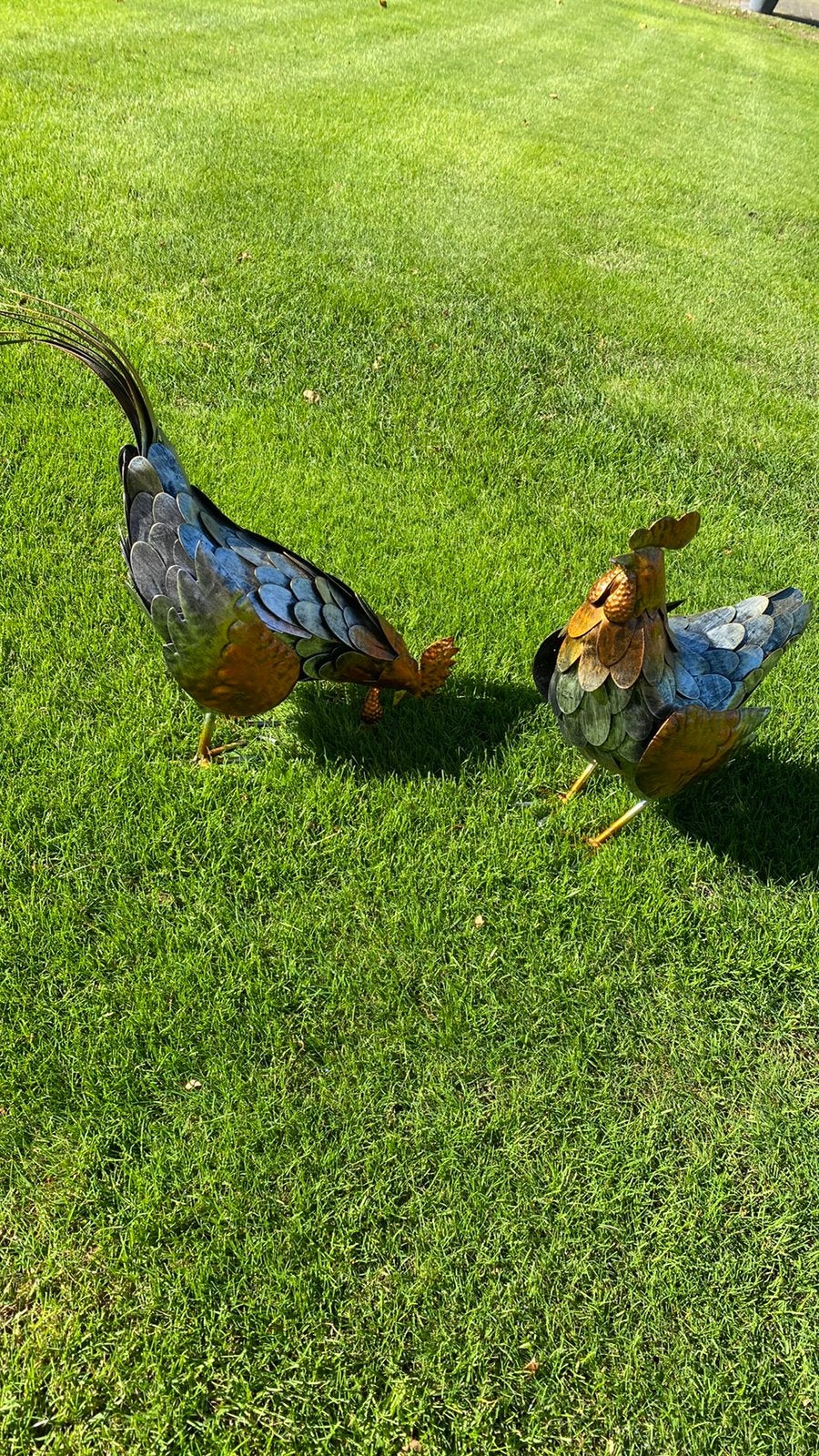 2 metalen kippen, Ophalen