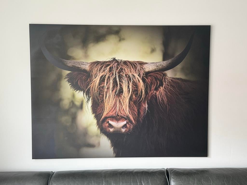 Canvas print Schotse Hooglander 160x120 cm, Huis en Inrichting, Woonaccessoires | Schilderijen, Tekeningen en Foto's, Zo goed als nieuw