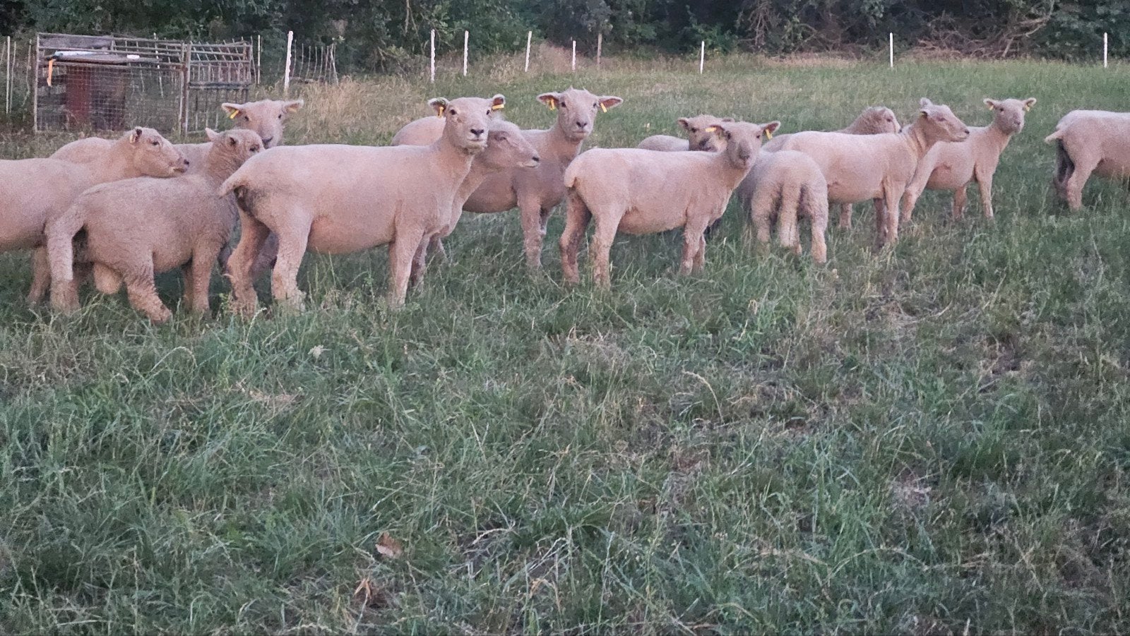 Weide gezocht, Dieren en Toebehoren, Schapen, Geiten en Varkens, Schaap