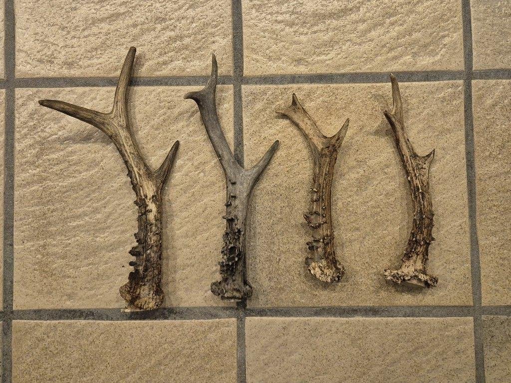 4 Ree Gewei Stangentjes samen €19 - Natuurlijke Decoratie, Verzamelen, Dierenverzamelingen, Ophalen of Verzenden, Gebruikt, Hert