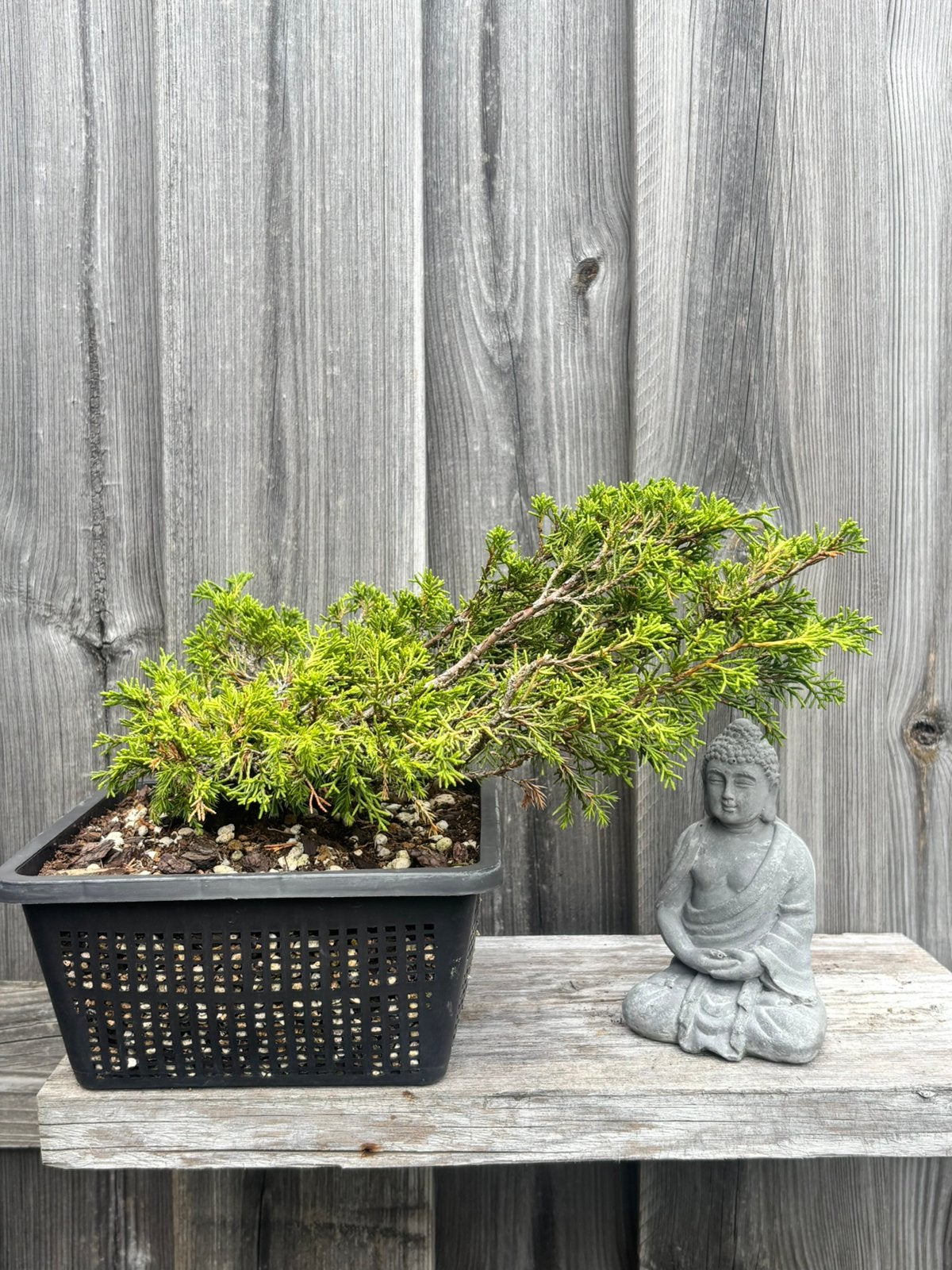 Juniper itoigawa pre-bonsai, Ophalen, Overige soorten, Halfschaduw