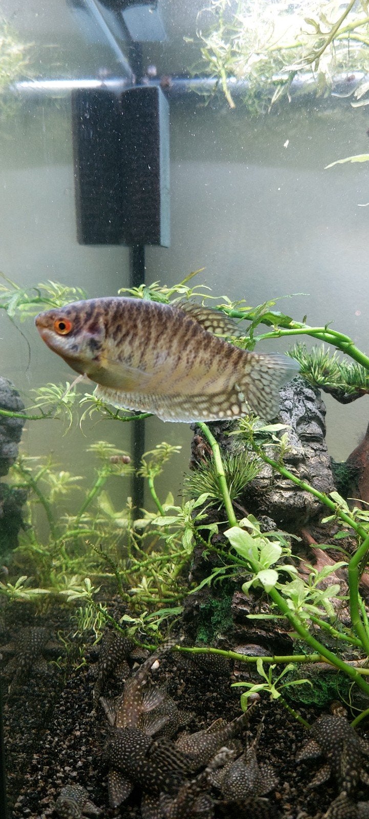 gestreepte goerami te koop, Dieren en Toebehoren