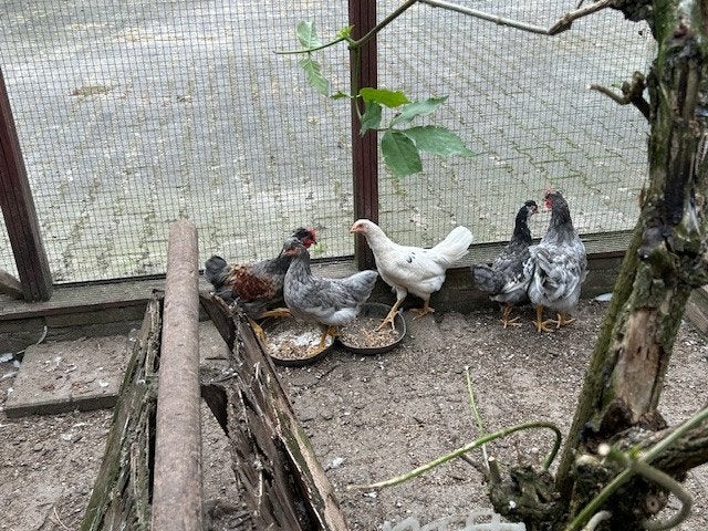 Zes jonge kippen (Araucana's), Vrouwelijk, Kip