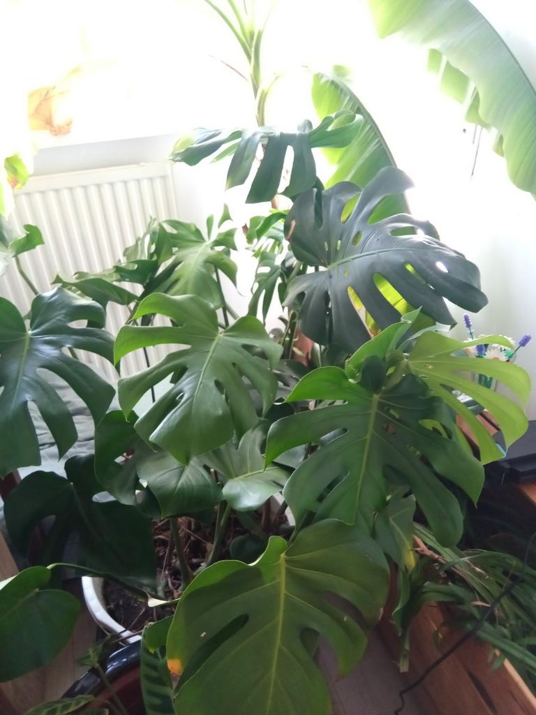 3x Grote Monstera - Kamerplant, Ophalen, Overige soorten, Halfschaduw, In pot