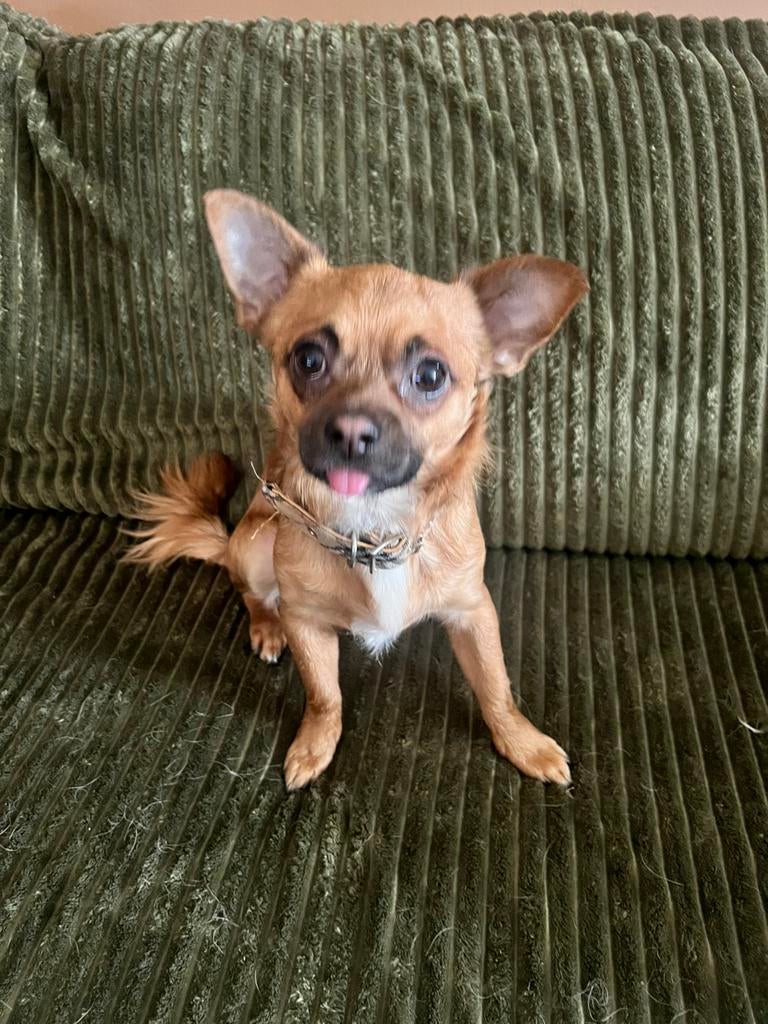 Puppy’s 7mnd, Dieren en Toebehoren, Honden | Chihuahua's en Gezelschapshonden, 15 weken tot 1 jaar, Overige rassen, Geslacht onbekend