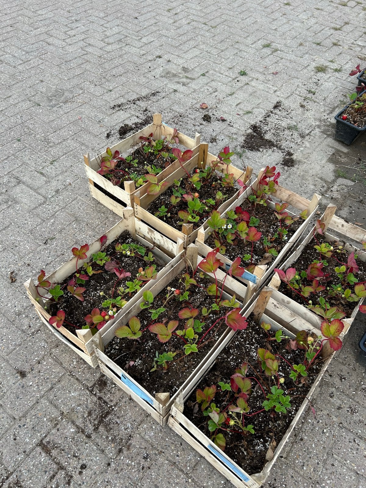 aardbeiplantjes in kistjes - direct planten!, Ophalen, Volle zon, Vaste plant, Fruitplanten