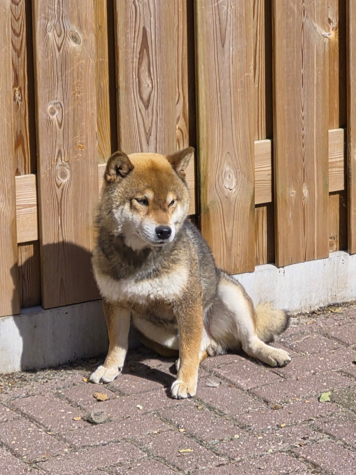 Shiba inu reu zwart sesam, Particulier, Buitenland, Parvo, Eén hond