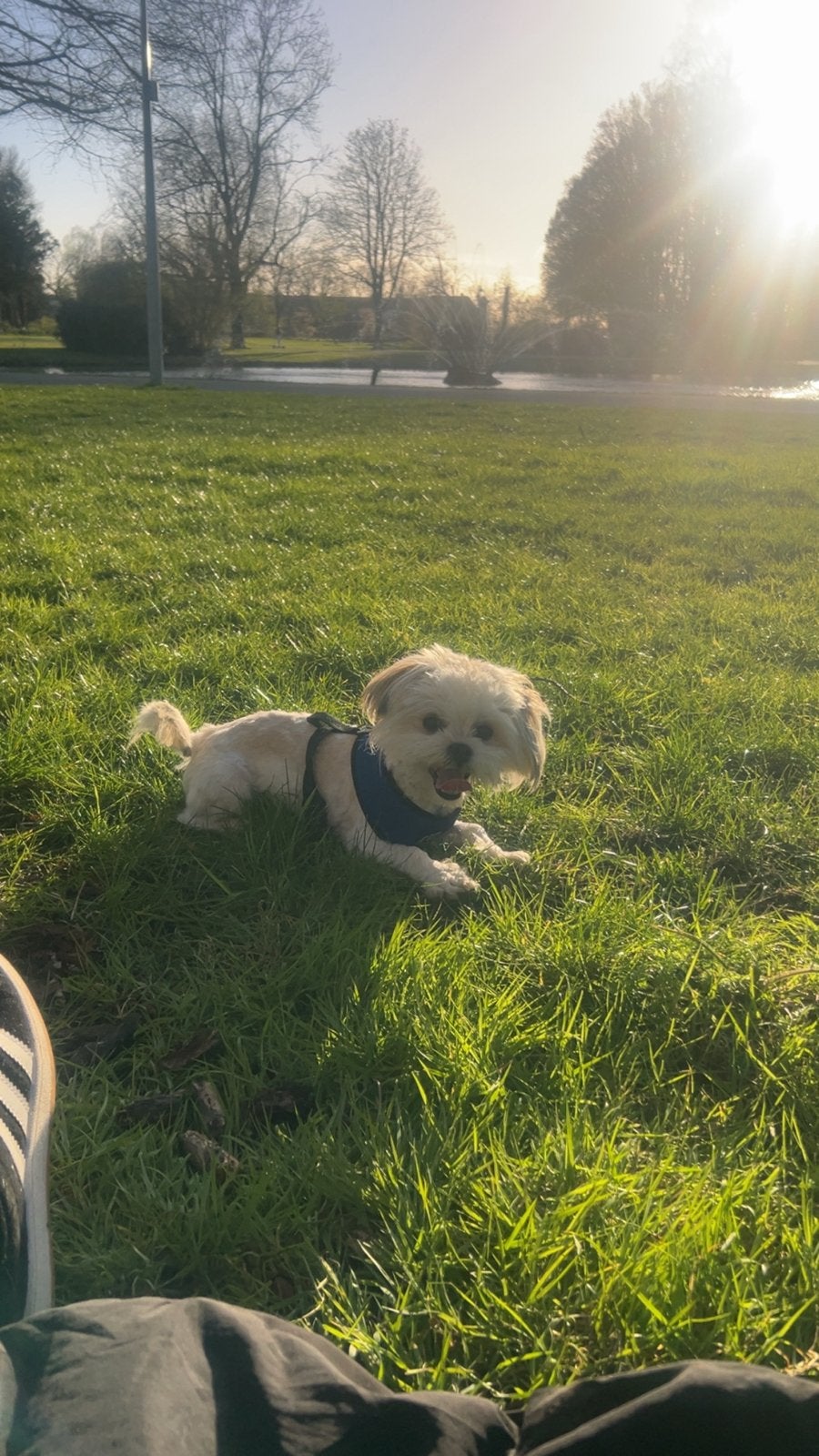 Shih tzu, Dieren en Toebehoren, CDV (hondenziekte), 15 weken tot 1 jaar, Eén hond, Nederland