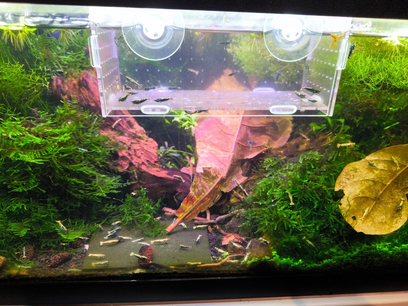 startgroep Caridina Galaxy (uit Boa lijn) – 20 + 2 gratis, Dieren en Toebehoren, Kreeft, Krab of Garnaal